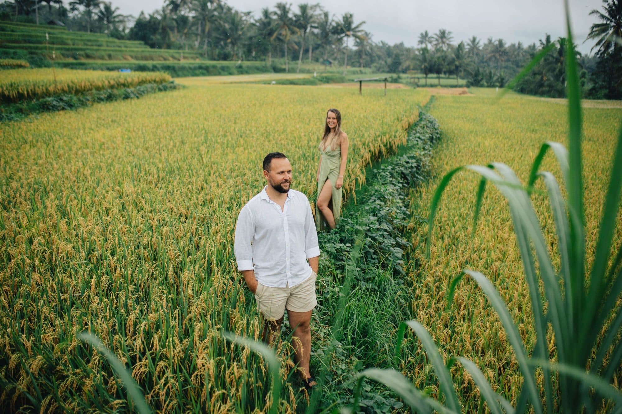 Two people walking a path through golden rice fields