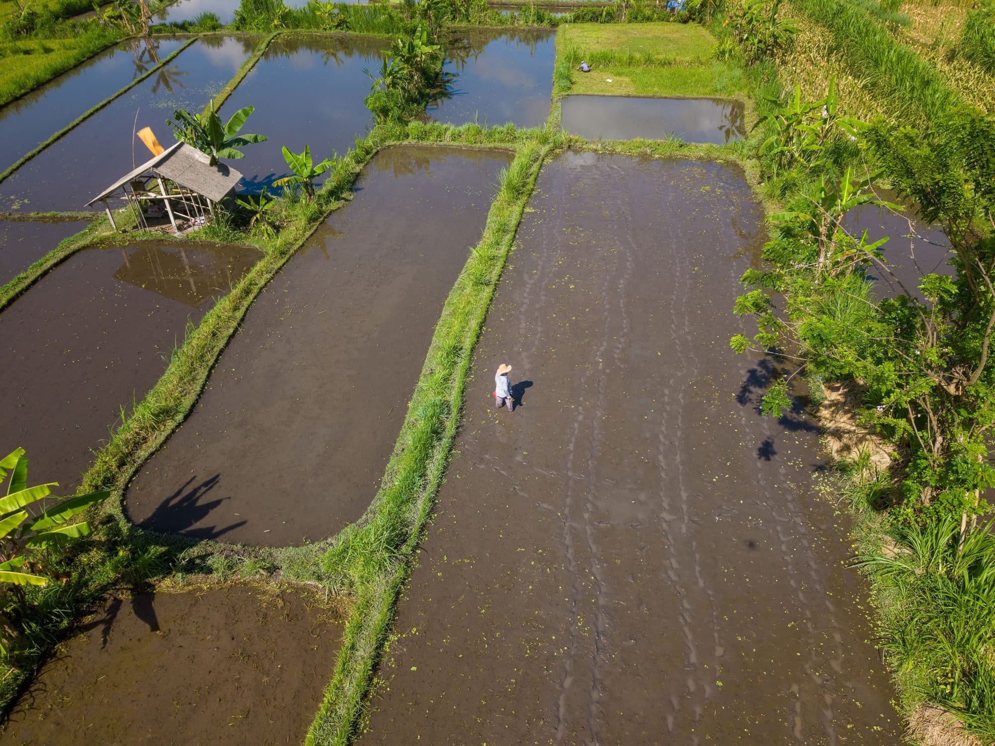 Green rice fields from above in Bali's wet season